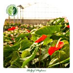 فروش گل آنتوریوم شاخه ای
