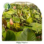 فروش گل آنتوریوم شاخه ای
