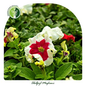 خرید گل اطلسی