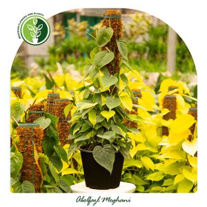 خرید گیاه اسکاندیس