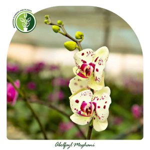 خرید گل ارکیده فالانوپسیس
