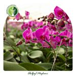 فروش گل ارکیده فالانوپسیس