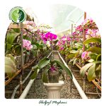 خرید ارکیده فالانوپسیس