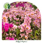 خرید گل ارکیده فالانوپسیس