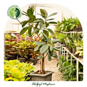 خرید گل فیکوس سبز