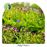 فروش گل سینره بنفش