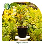 فروش گل کروتون