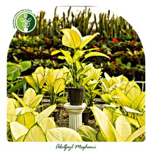 خرید گل دیفن کاملیا