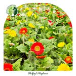 فروش گل ژربرا