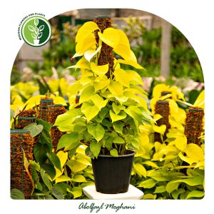 خرید گل پتوس نئون (لیمویی)