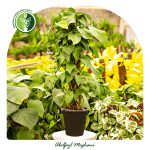 خرید و فروش گل پتوس سبز چوب دار