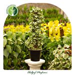 فروش گل پتوس ارتشی