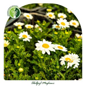 خرید گل بابونه (مارگریت)
