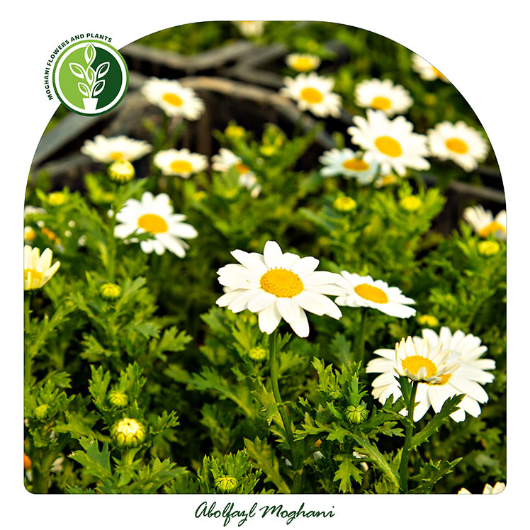 خرید گل بابونه (مارگریت)