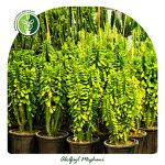 خرید گل ایفوریا
