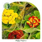 فروش گل گوشواره ای