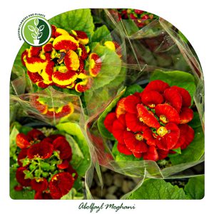 خرید گل گوشواره ای