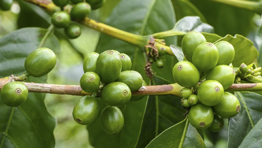 روش نگهداری از گل قهوه