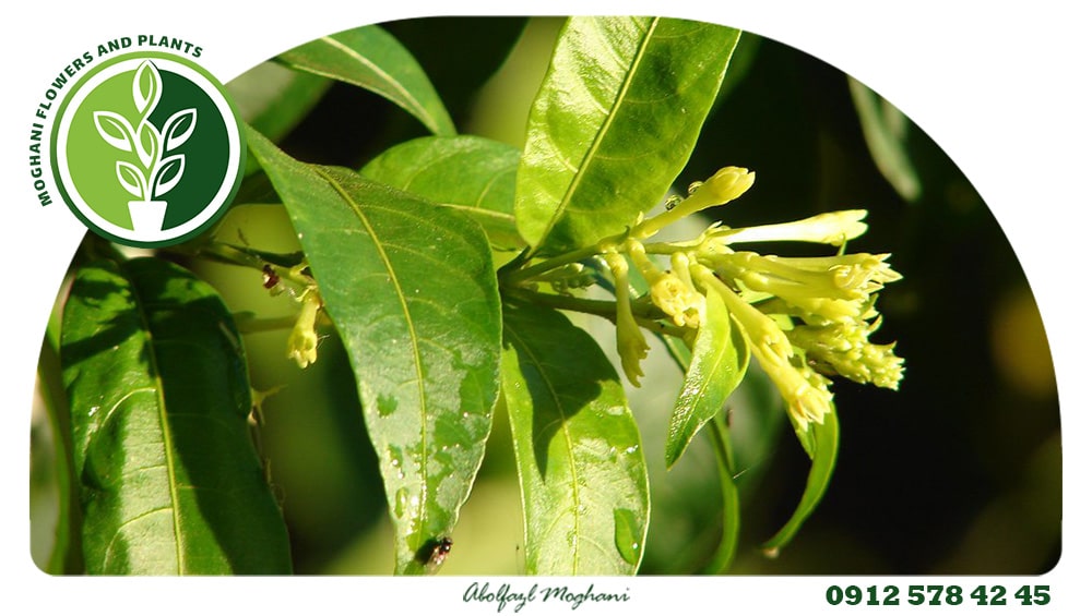 گل محبوبه شب (Cestrum nocturnum)