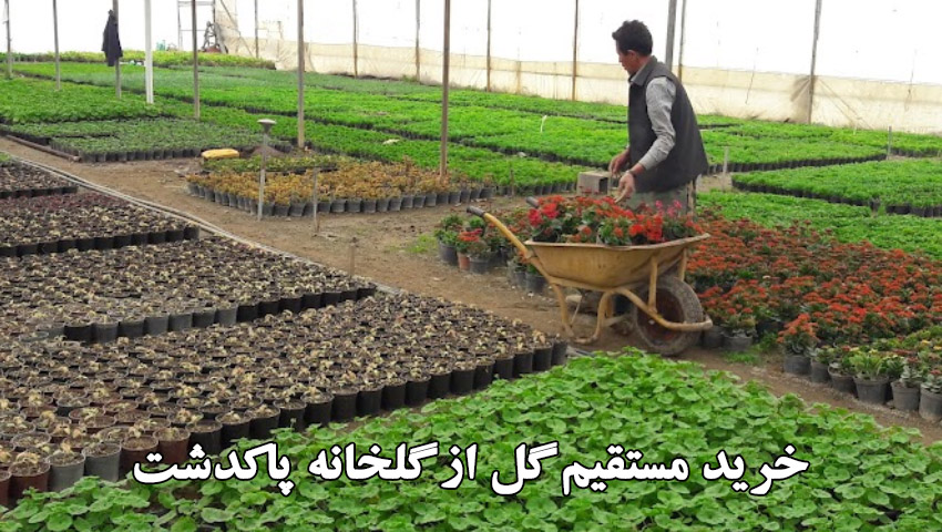 خرید مستقیم گل از گلخانه پاکدشت