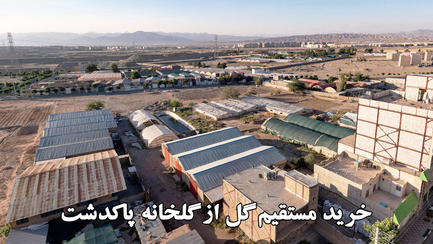 خرید مستقیم گل از گلخانه پاکدشت