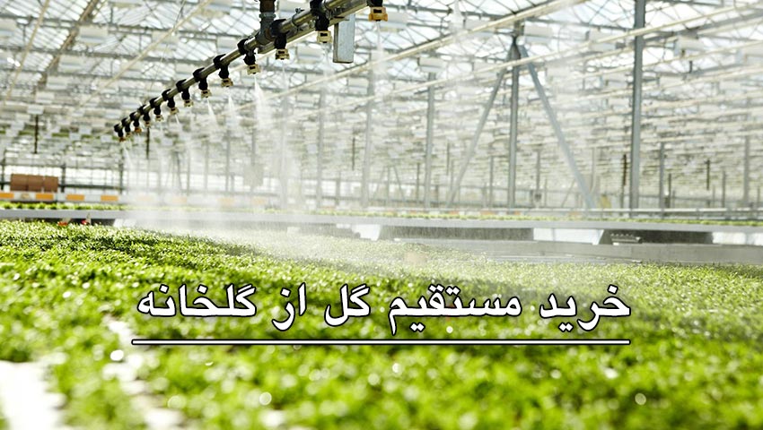 خرید مستقیم گل از گلخانه