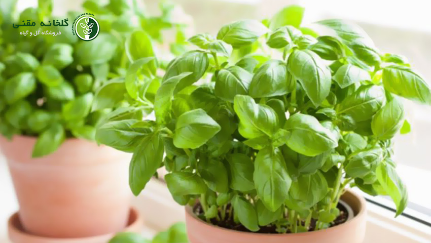 ریحان (Basil)