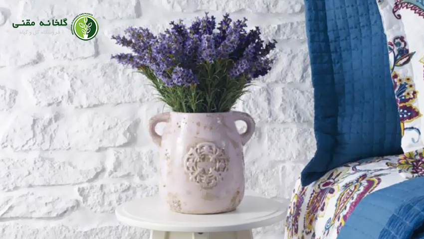 اسطوخودوس (Lavender)