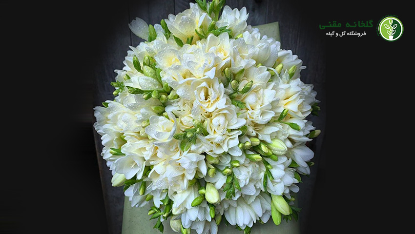 فریزیا