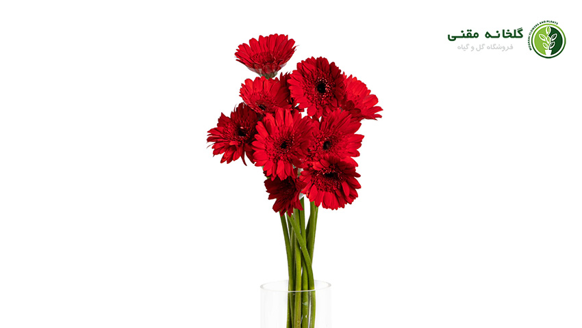 ژربرا قرمز