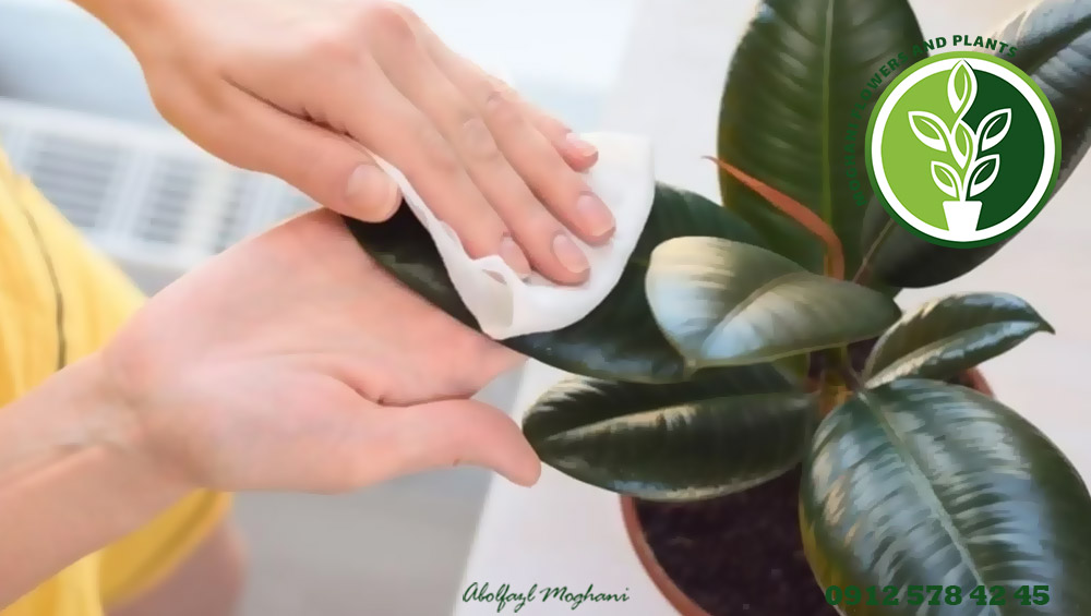 مراقبت از گیاه فیکوس الاستیکا (کائوچو)
