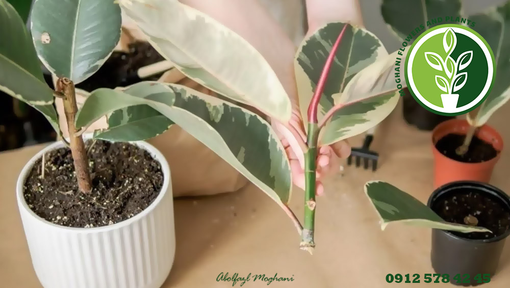 مراقبت از گیاه فیکوس الاستیکا (کائوچو)