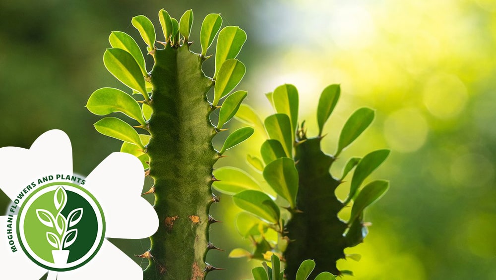 راهنمای نگهداری افوربیا تریگونا