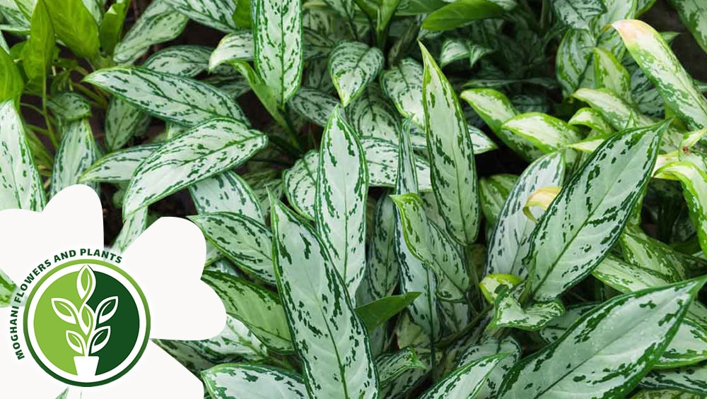 راهنمای نگهداری از آگلونما