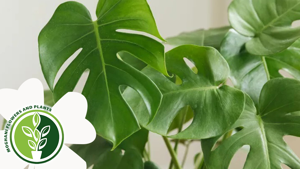 راهنمای کاشت و نگهداری برگ انجیری