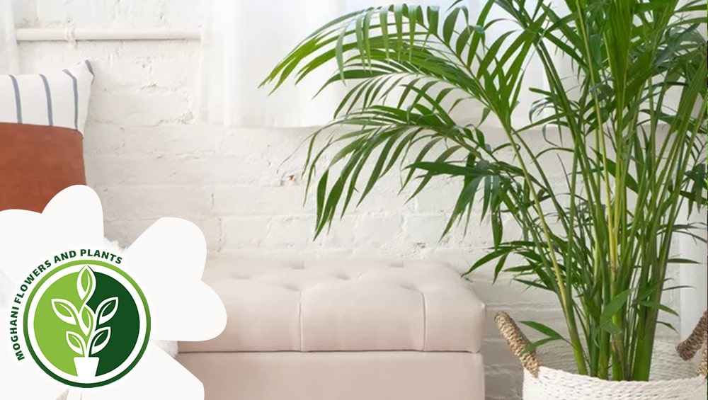 راهنمای کاشت و نگهداری نخل اریکا