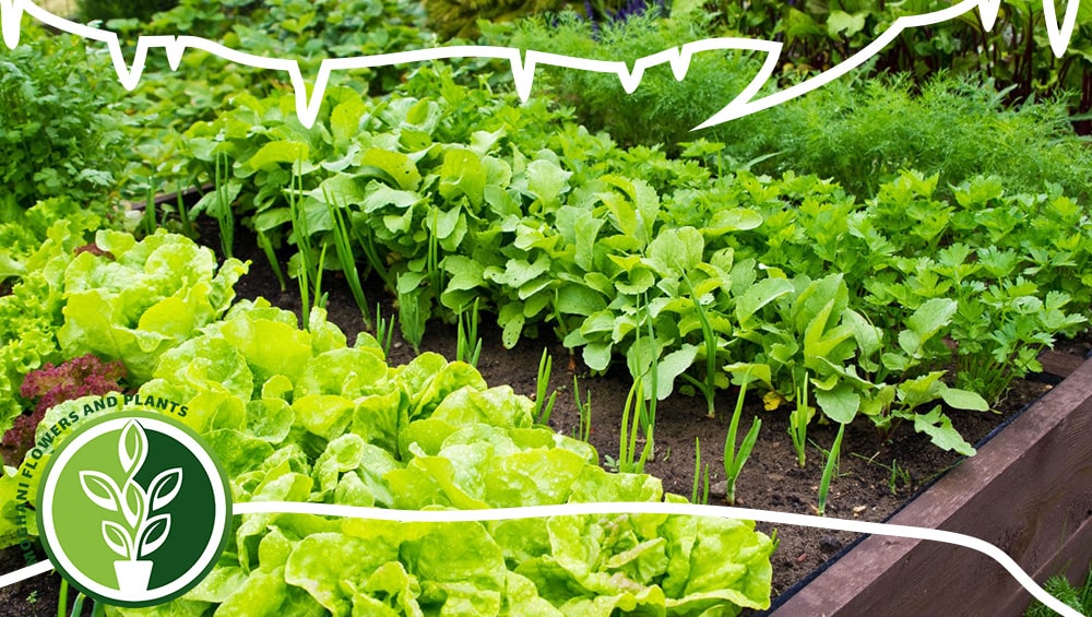 در شهریور ماه چه بکاریم؟ در شهریور چه گیاهانی کاشته می‌شوند؟