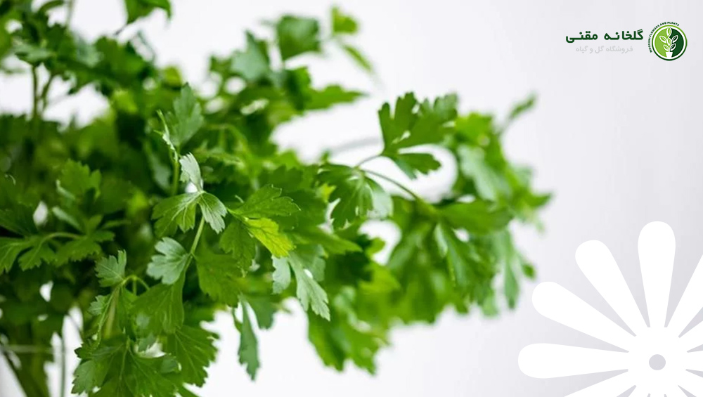 مهر ماه چه چیزی بکاریم؟ سبزی‌ها و گل‌های مهر ماه