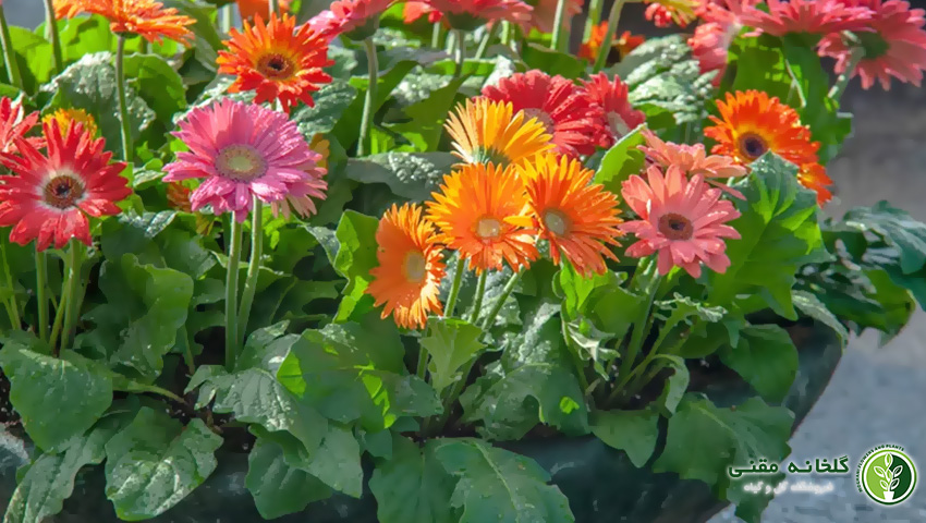 راهنمای کامل نگهداری گل ژربرا