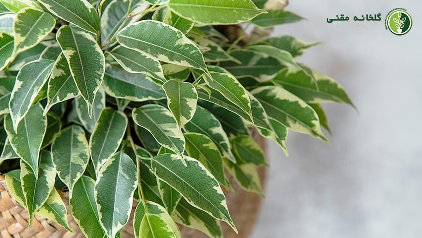 راهنمای کامل نگهداری فیکوس بنجامین