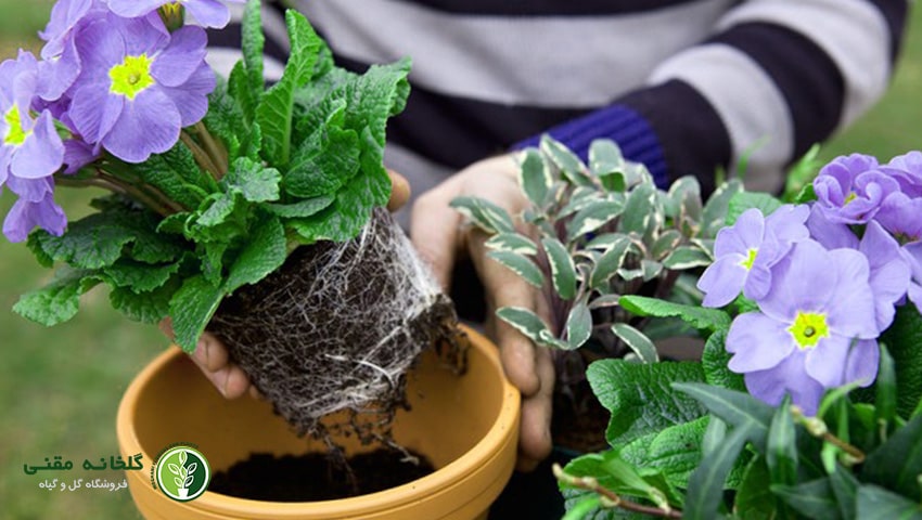 راهنمای کامل نگهداری گل پامچال