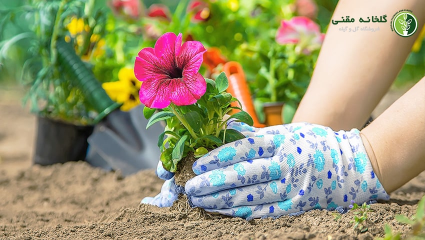 راهنمای کامل نگهداری گل اطلسی