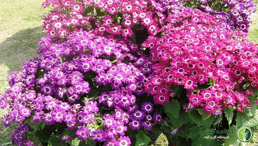راهنمای کامل نگهداری از گیاه سینره