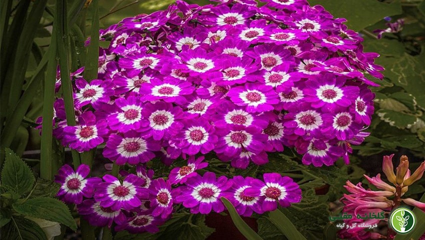راهنمای کامل شرایط نگهداری و رشد گل سینره