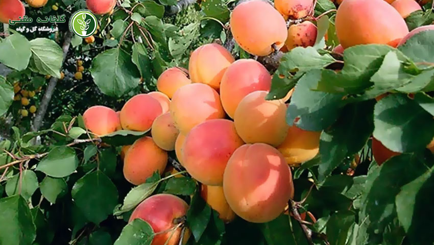 میوه‌هایی که در بهمن می‌توان کاشت