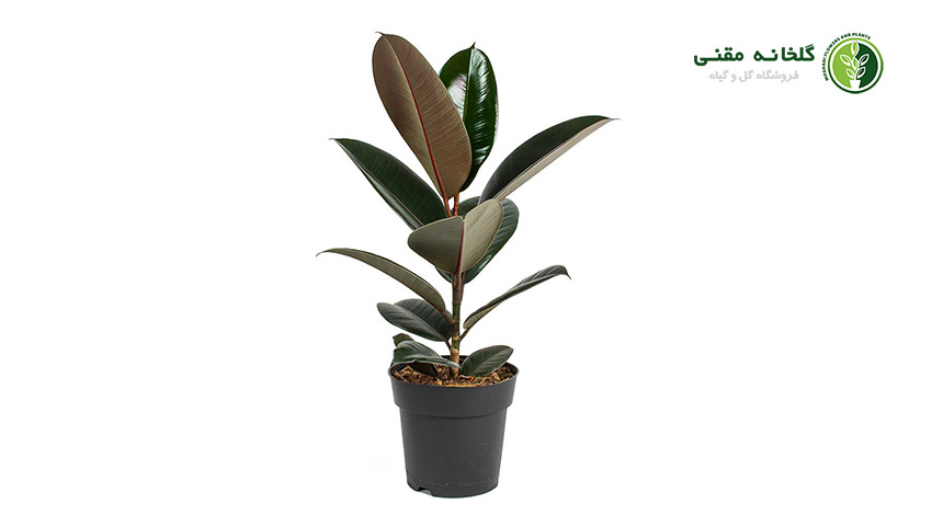 راهنمای کامل نگهداری از گل فیکوس بلک
