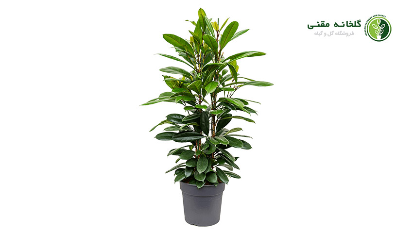 راهنمای کامل نگهداری از گل فیکوس پولا (فیکوس آفریقایی)
