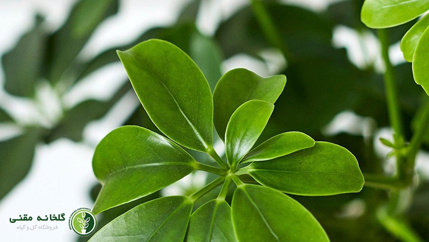 راهنمای کامل نگهداری از گل شفلرا