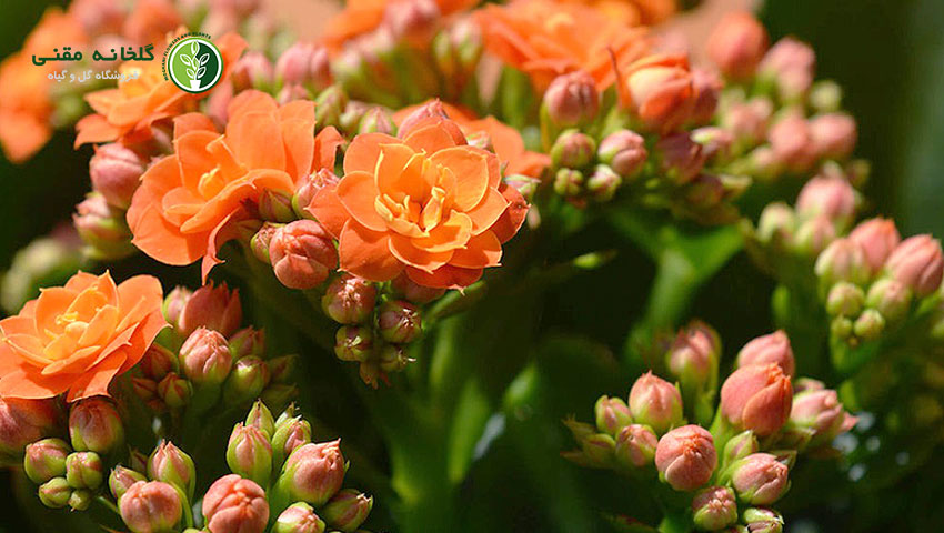 راهنمای کامل نگهداری از گل کالانکوا