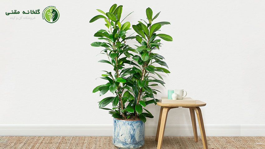 راهنمای کامل نگهداری از گل فیکوس سبز